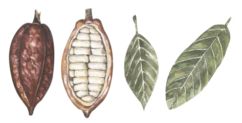 Foto op Plexiglas Watercolor Red Cacao pod and leaves illustration set, cocoa beans clipart, chocolate © mayillustration