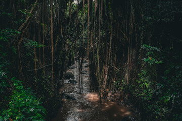 jungle river south east Asia Bali Indonesia vines tropic rain forest © Ashley
