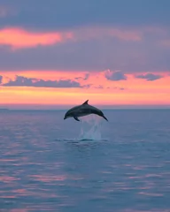 Fotobehang Dolfijn beautiful dolphin breaching at sunset  © Joe