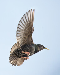 common starling in flight