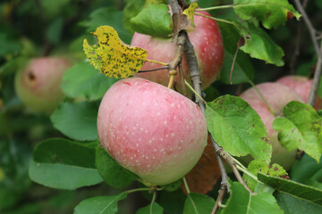  Close-up of red Florina apples growing on branch on tree in the orchard. Malus domestica