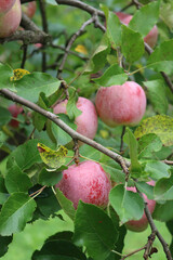  Close-up of red Florina apples growing on branch on tree in the orchard. Malus domestica