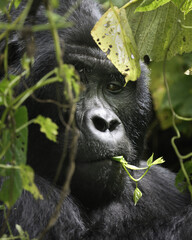 gorilla, uganda