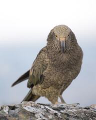 kea, new zealand