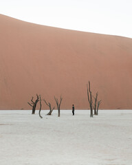 dead trees in the desert, deadvlei, namibia
