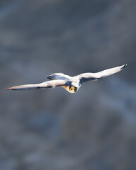 peregrine falcon in flight