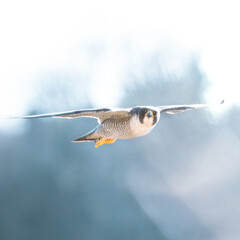 peregrine falcon in flight