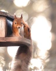 autumnal red squirrel, uk