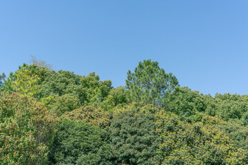 empty grassland and clear sky background in the park