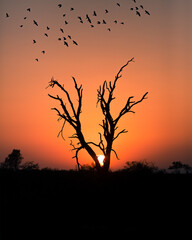 birds flying at sunrise over african savannah with tree silhouette