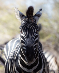 Zebra looking straight at camera