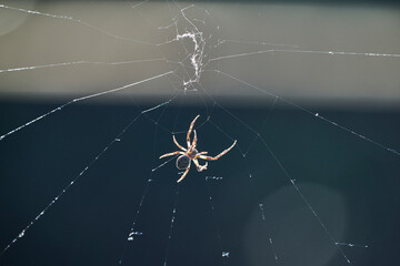 Spider