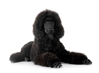 standard poodle in studio - Powered by Adobe