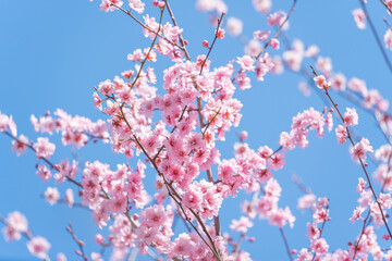 Flowers Blossoms Against Clear Blue Sky