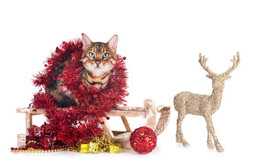 bengal cat in studio