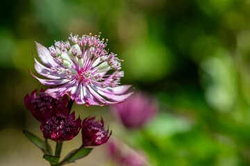Close up of a pink astrantia major flower in bloom
