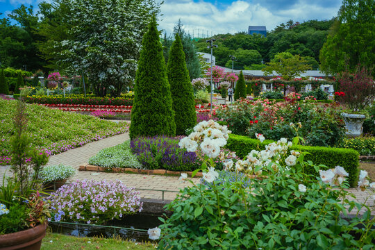 公園に咲くバラの花