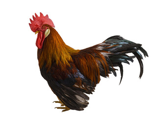 red rooster isolated on a white background
