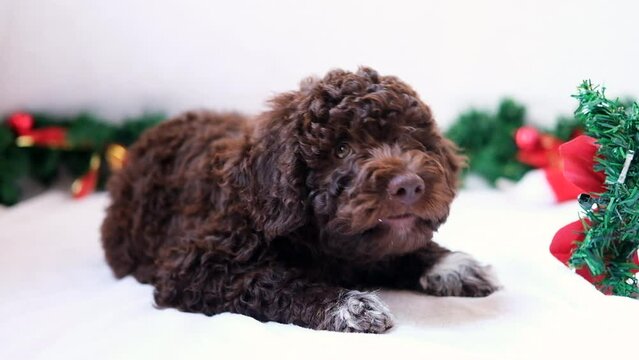 A cute and funny and happy christmas lagotto romagnolo puppy dog with christmas decoration. Christmas concept, postcard. Slow motion