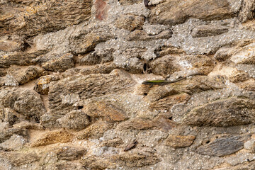 Sandstone wall with small lizard as background