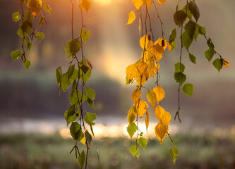 Wschód słońca wśród jesiennych liści brzozy .