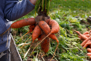 Crooked ugly carrot in the hands of a child against the background of nature