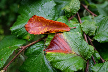 Autumn leaves on green foilage