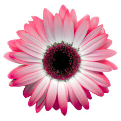 The Lone Gerbera: Delicacy and Beauty Combined - obrazy, fototapety, plakaty