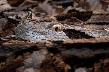 Closeup eye of Gaboon Viper (Bitis gabonica) camouflage in dry leaves. Gaboon Viper is known extremely venomous snake.