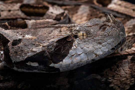 Closeup eye of Gaboon Viper (Bitis gabonica) camouflage in dry leaves. Gaboon Viper is known extremely venomous snake.