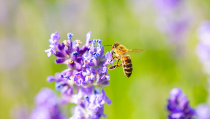 Spring lavender flowers under sunlight. Bees pollinate flowers and collect pollen. Lavender honey. Beautiful landscape of nature with a panoramic view. Hi spring. long banner