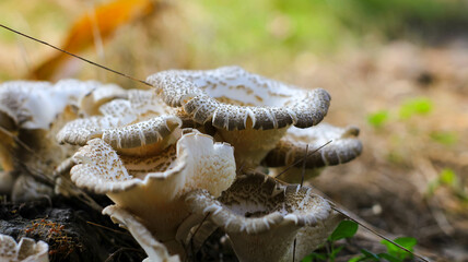 Lentinus tigrinus is a mushroom in the Polyporaceae family.