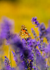 Butterflies on spring lavender flowers under sunlight. Beautiful landscape of nature with a panoramic view. Hi spring. long banner
