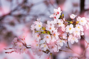 桜、花
