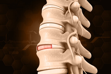 Human spine anatomy, vertebral column closeup. 3d medical illustration. - obrazy, fototapety, plakaty