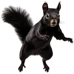Jumping black squirrel isolated on a white background as transparent PNG - obrazy, fototapety, plakaty