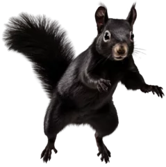 Behangcirkel Jumping black squirrel isolated on a white background as transparent PNG © Flowal93