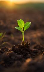 Closeup of a small green sprout growing out of the ground. - obrazy, fototapety, plakaty