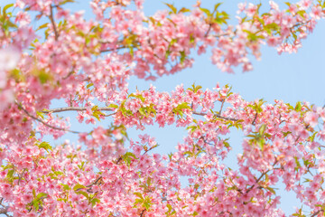 Obraz na płótnie Canvas Flowers Blossoms Against Clear Blue Sky