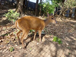 Beautiful Nainital, Uttarakhand India, Beautiful lake view