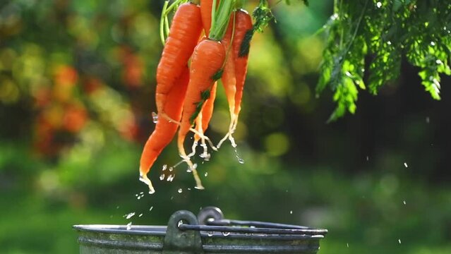agriculture, harvesting, garden. Carrots are washed in a bucket of water. day, beautiful light, drops of water