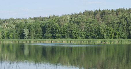 Green trees, lake with reeds near shore. Daytime, spring summer, reflection of forest in water.