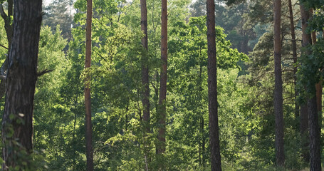 Pine trunks in the forest, the sun's rays shine through the green foliage.