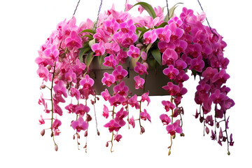 Fototapeta premium purple flowers isolated on white