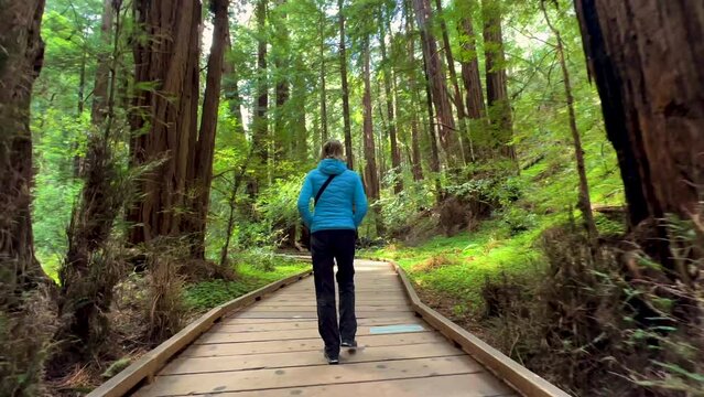 POV Muir woods female walking giant Redwood trees 