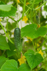 Green cucumbers grown in greenhouse.