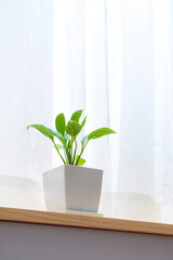 窓辺で育てる鉢植えのスパティフィラム