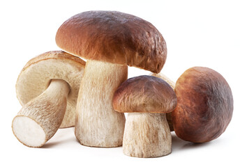 Group of porcini mushrooms isolated on white background.