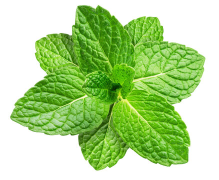 Green fresh top of peppermint on white background. Top view. File contains clipping path.
