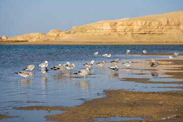 waterbirds in the lake and Yardang landforms in distance. Focus on waterbirds.